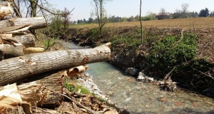 Il taglio degli alberi ha riguardato tutta la zona Pedemontana di Modena