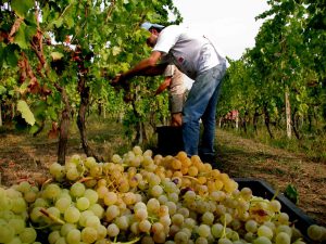 vendemmia