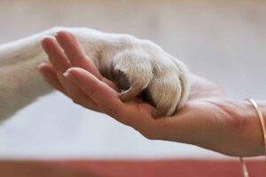 Zampina di cane appoggiata su una mano umana durante una seduta di pet therapy