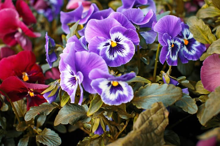 Viole del pensiero sbocciate 